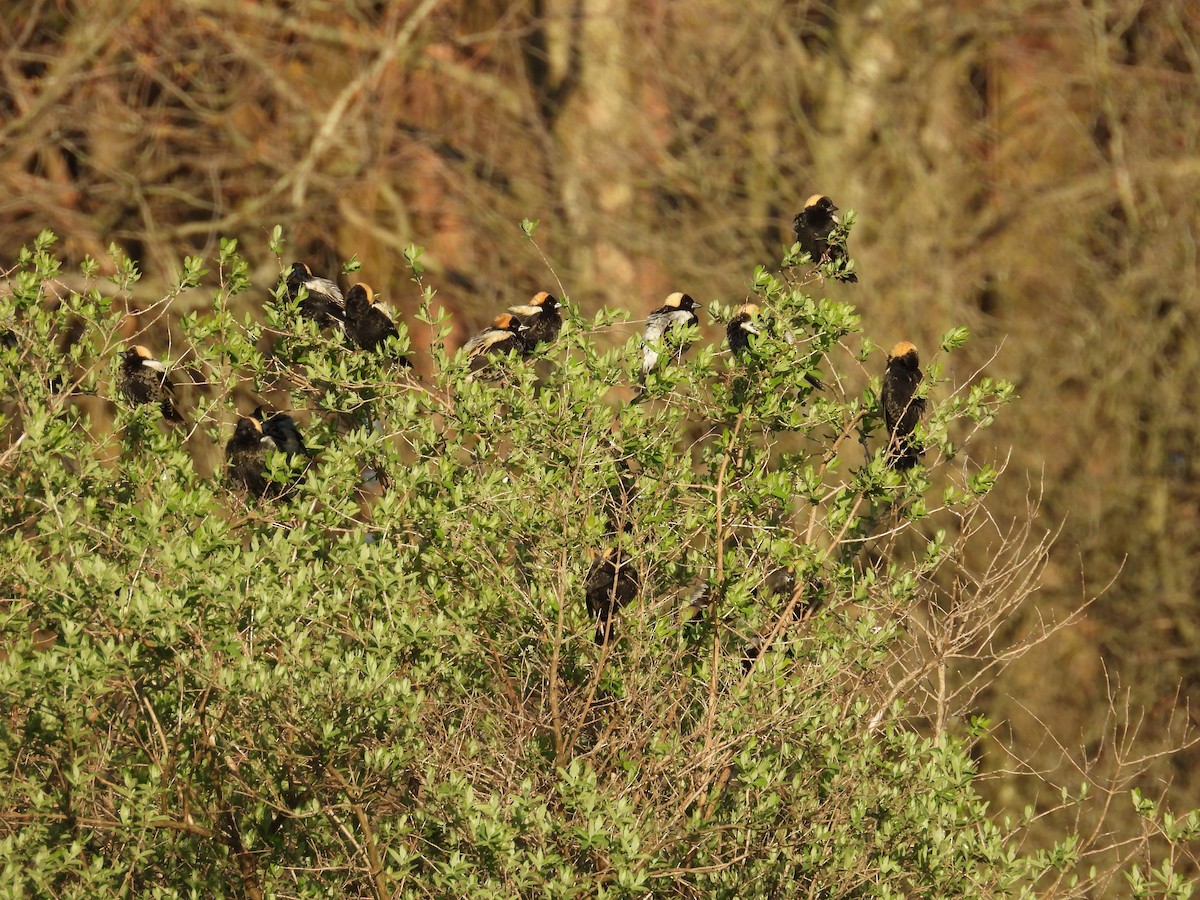 Bobolink - Gary Bletsch