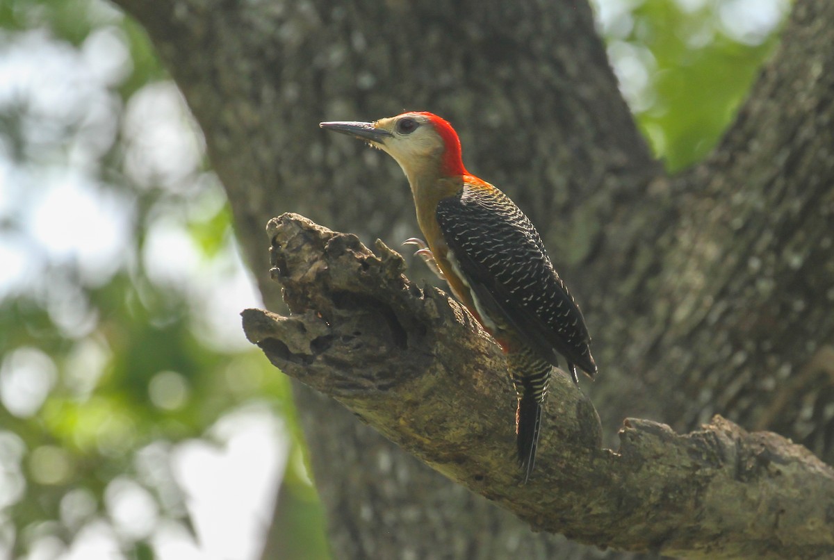 Jamaican Woodpecker - ML634825896