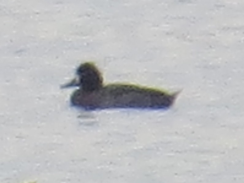 Lesser Scaup - ML634825906
