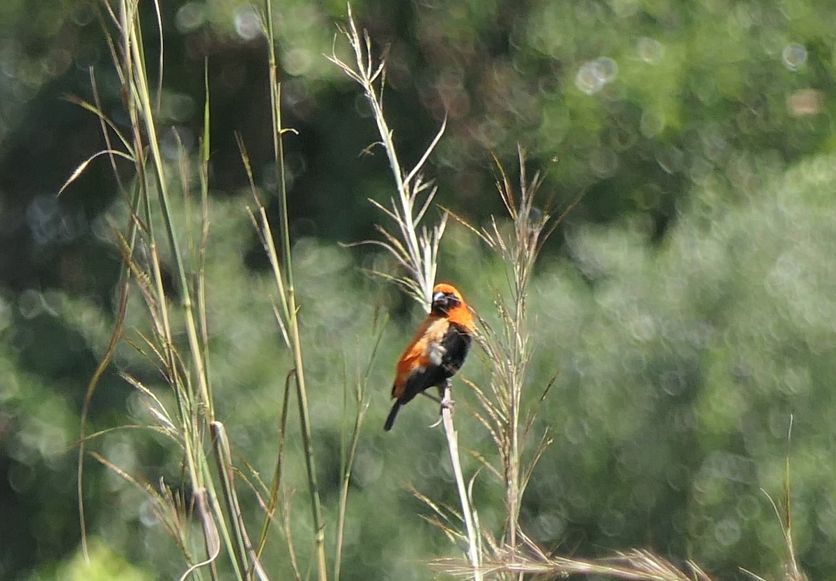 Black-winged Bishop - ML634826034