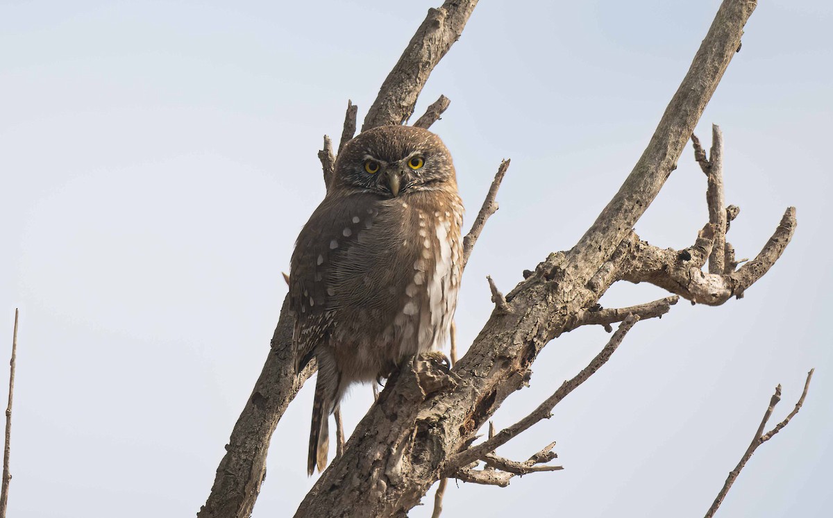 Austral Pygmy-Owl - ML634826057