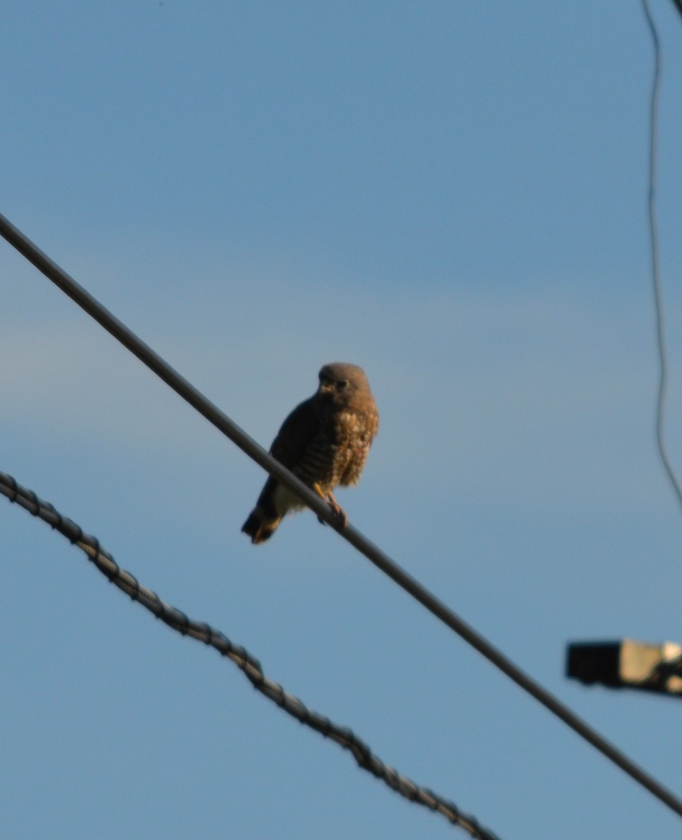 Broad-winged Hawk - ML634826074