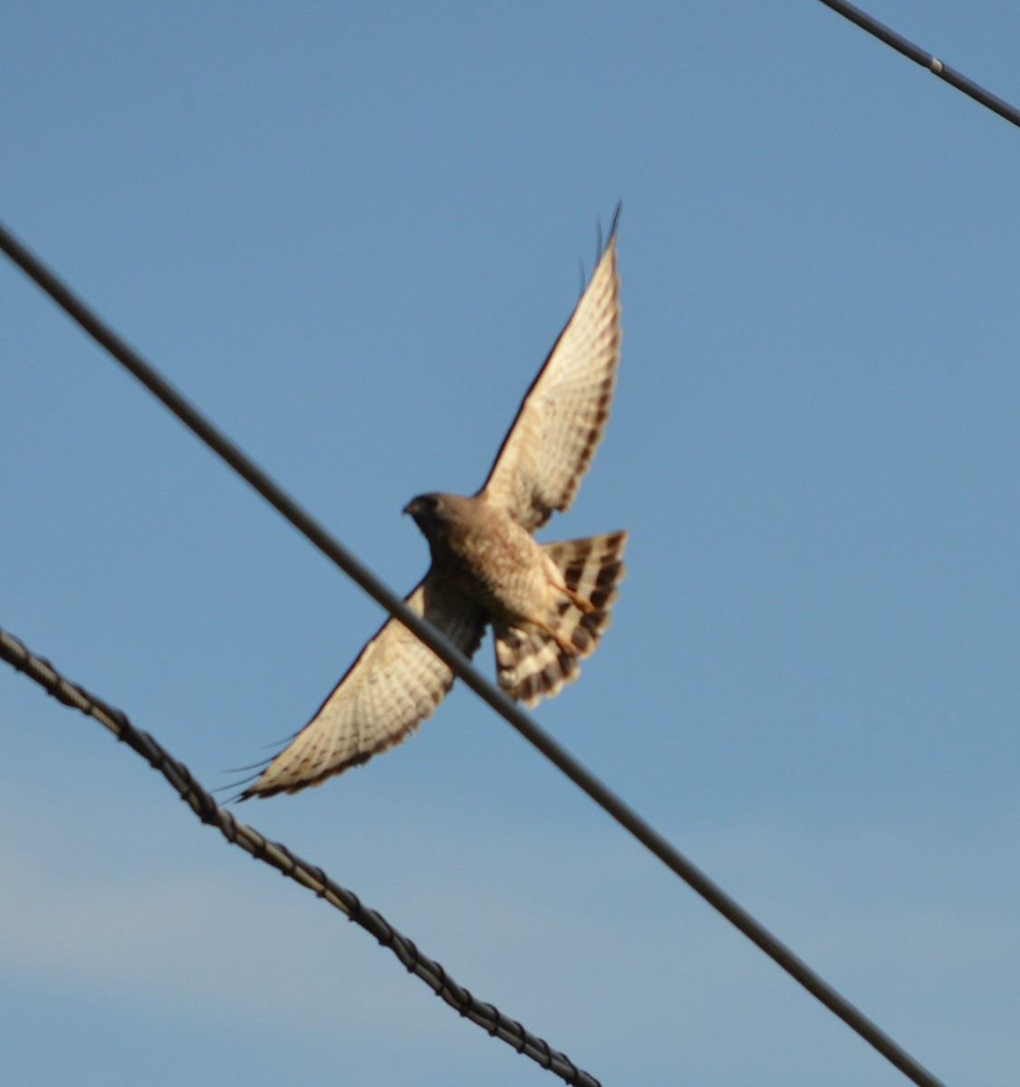 Broad-winged Hawk - ML634826075
