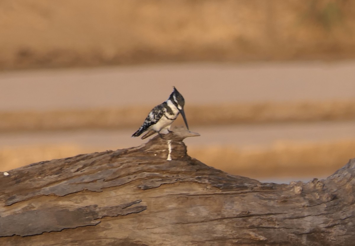 Pied Kingfisher - ML634826286