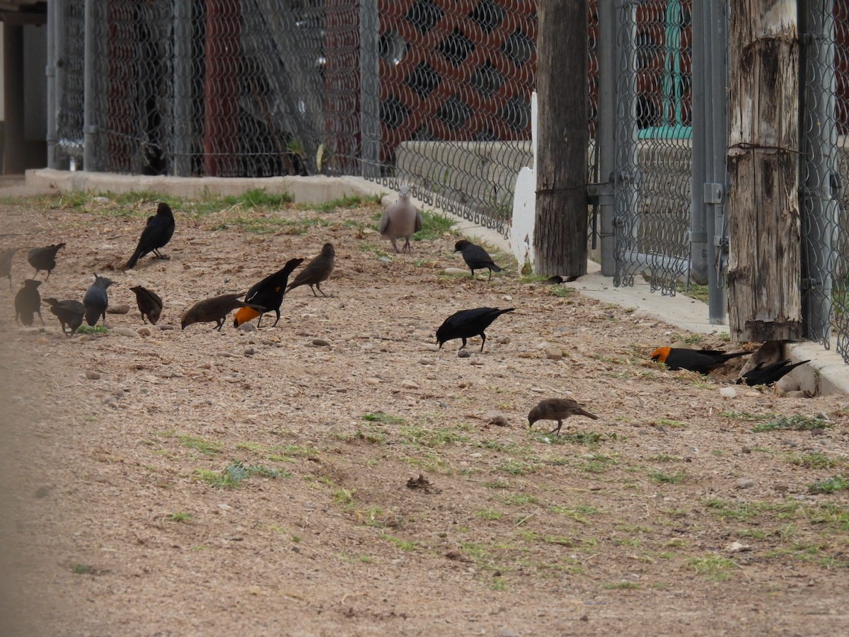 Yellow-headed Blackbird - ML634826406