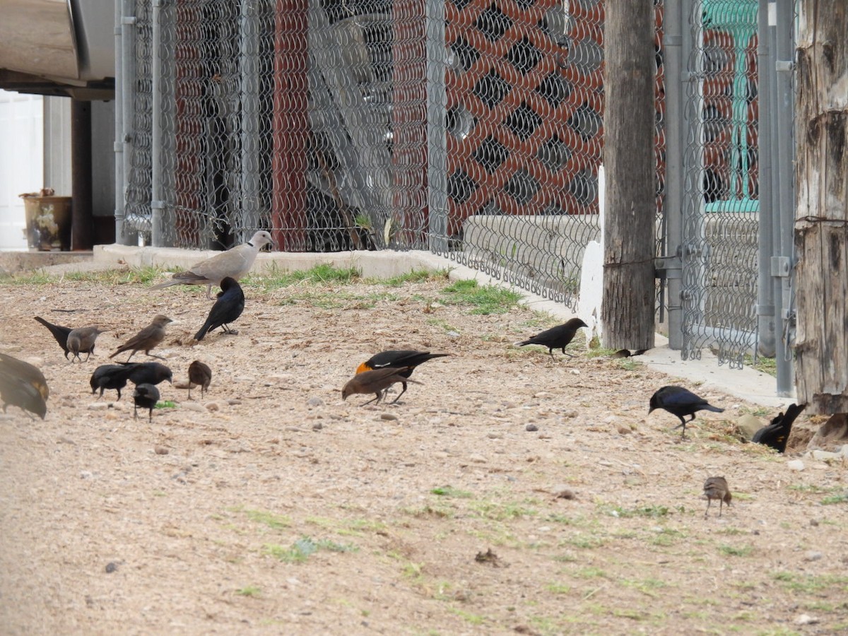 Yellow-headed Blackbird - ML634826407