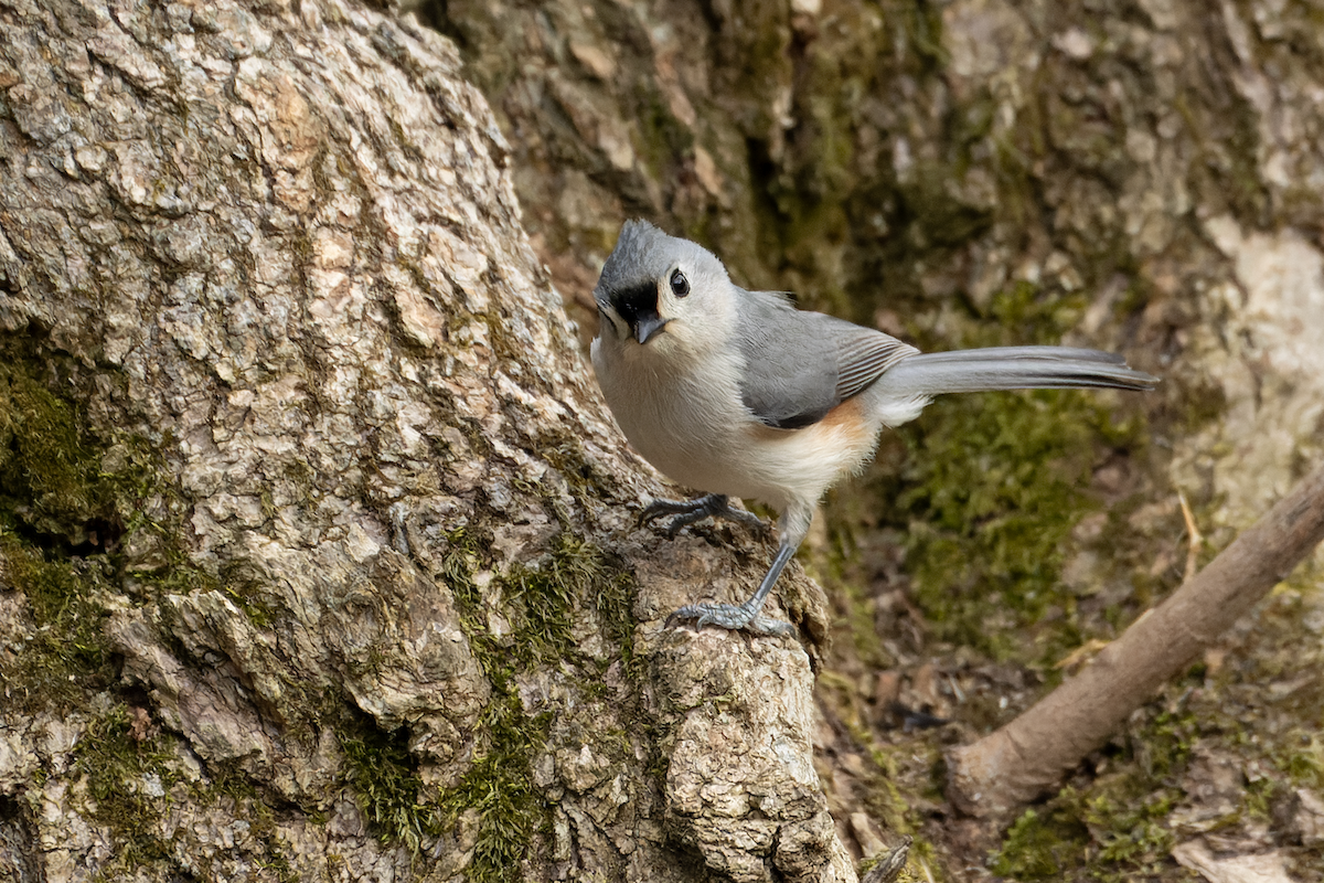 Tufted Titmouse - ML634826427