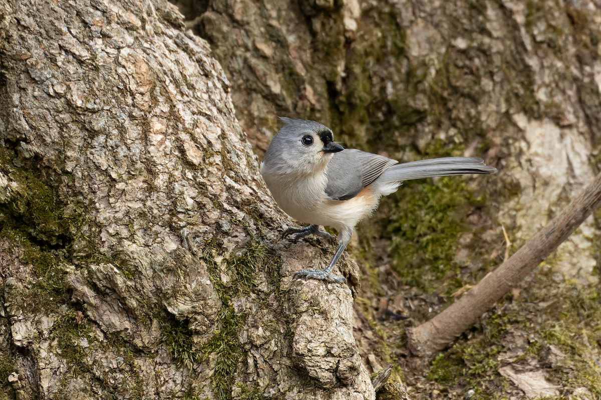 Tufted Titmouse - ML634826428