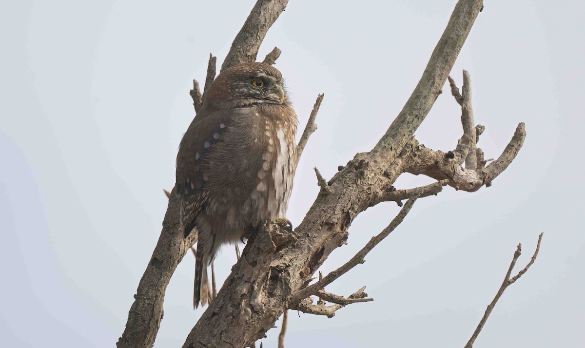 Austral Pygmy-Owl - ML634826490