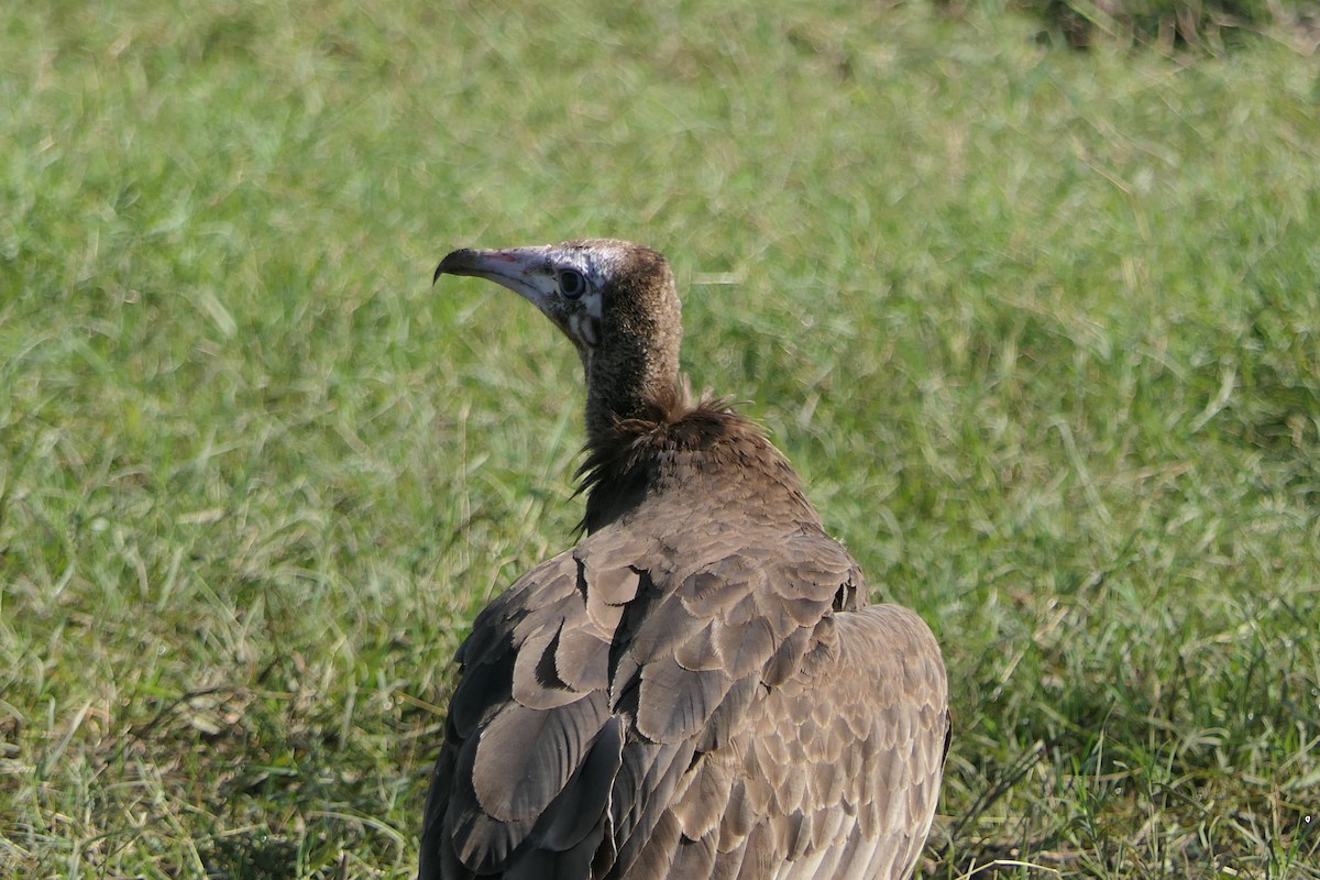 Hooded Vulture - ML634826552
