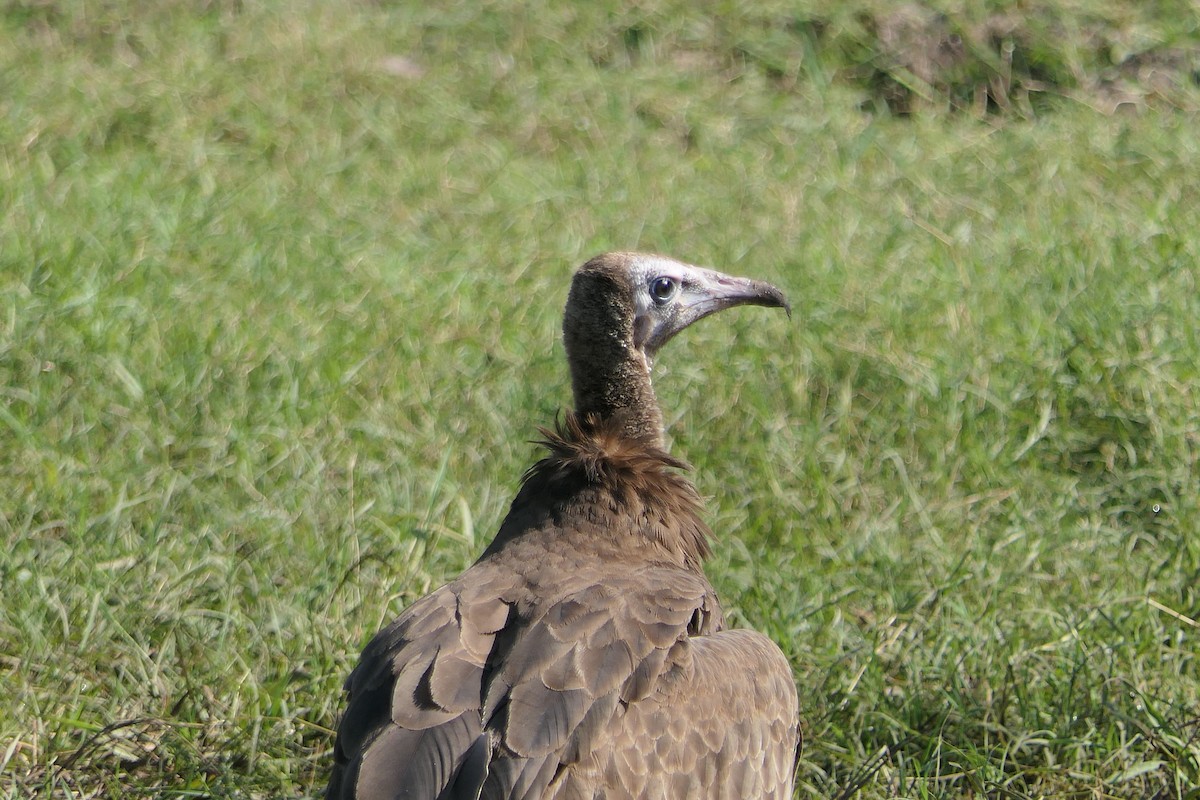 Hooded Vulture - ML634826554