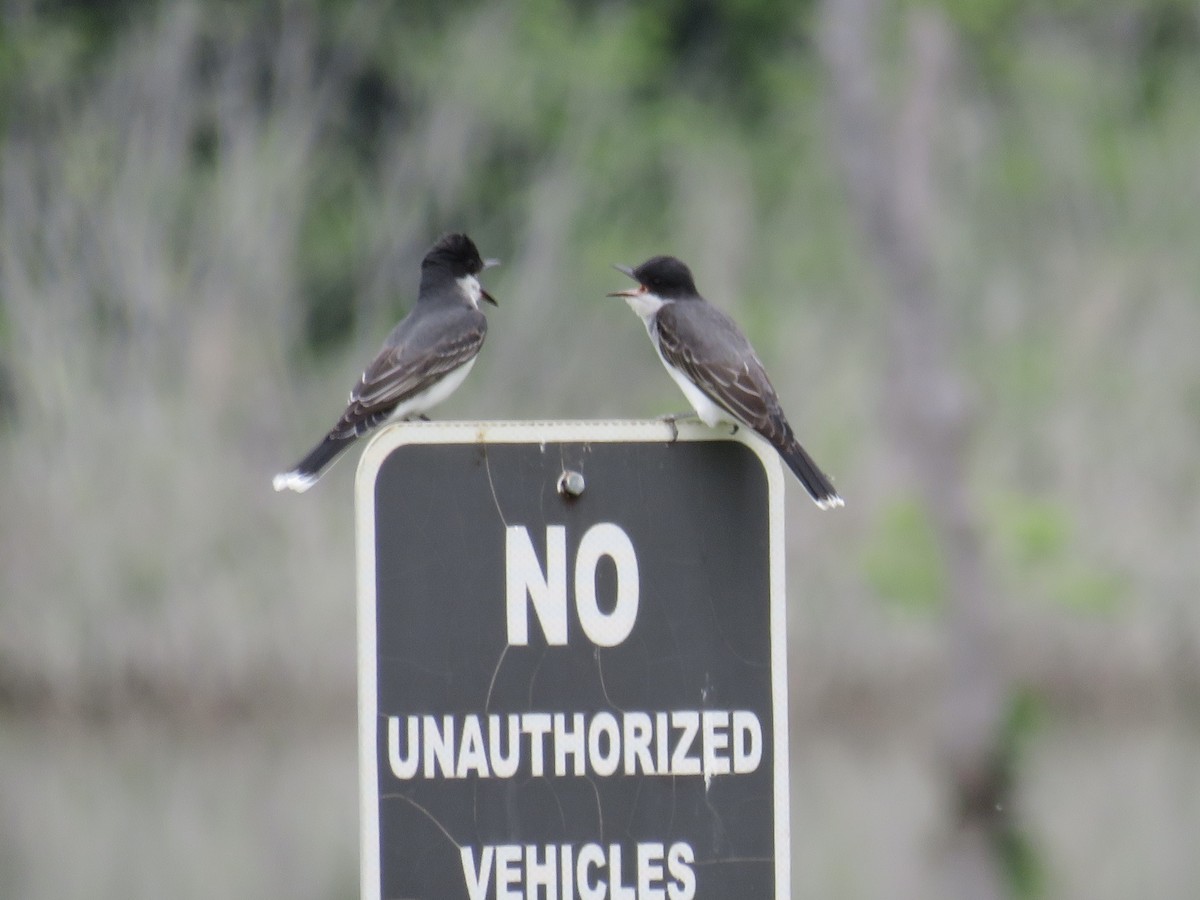 Eastern Kingbird - ML634826624