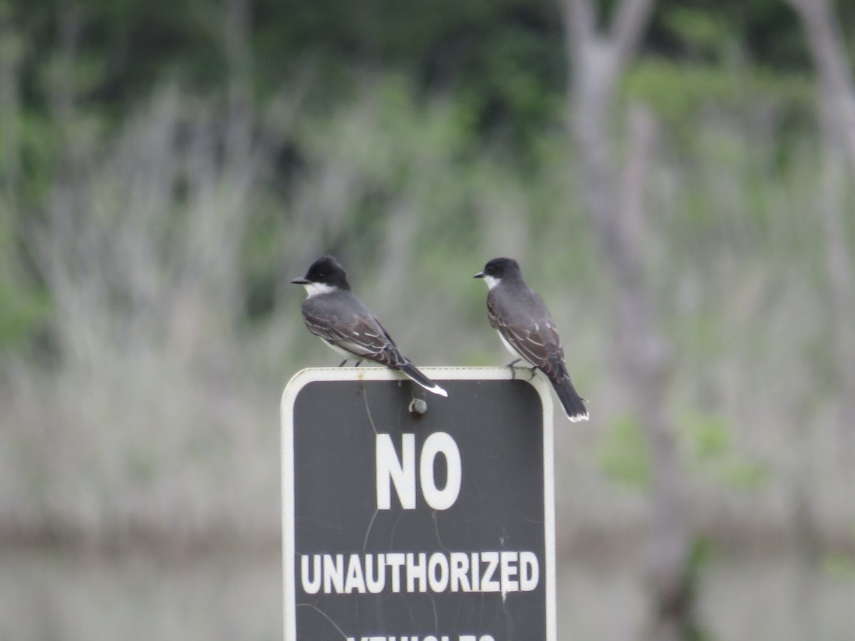 Eastern Kingbird - ML634826625