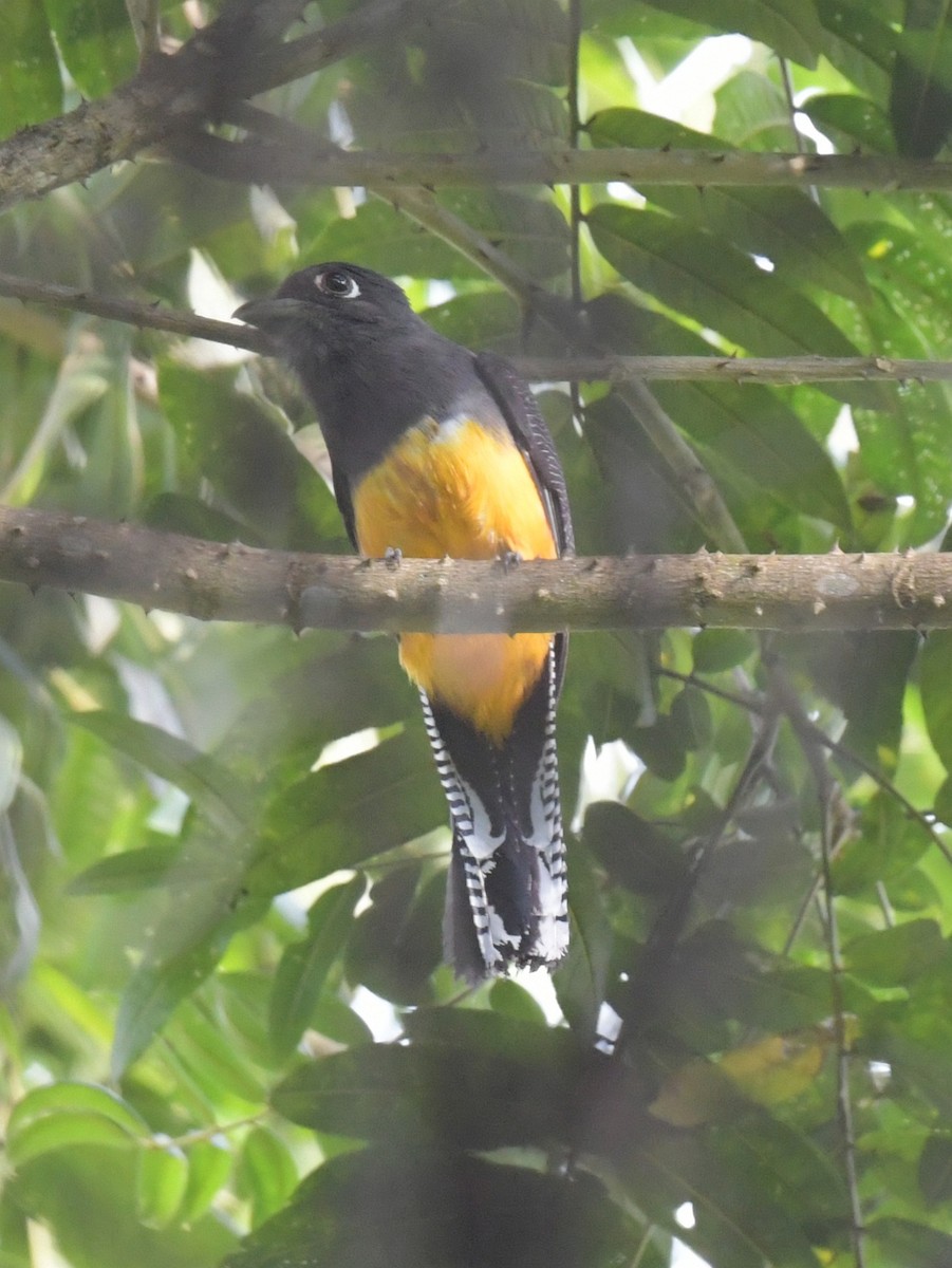 Guianan Trogon - ML634826626