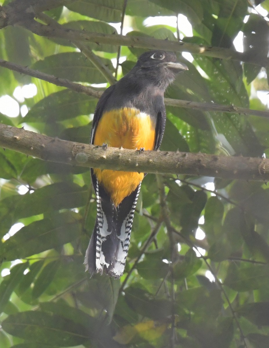 Guianan Trogon - ML634826627
