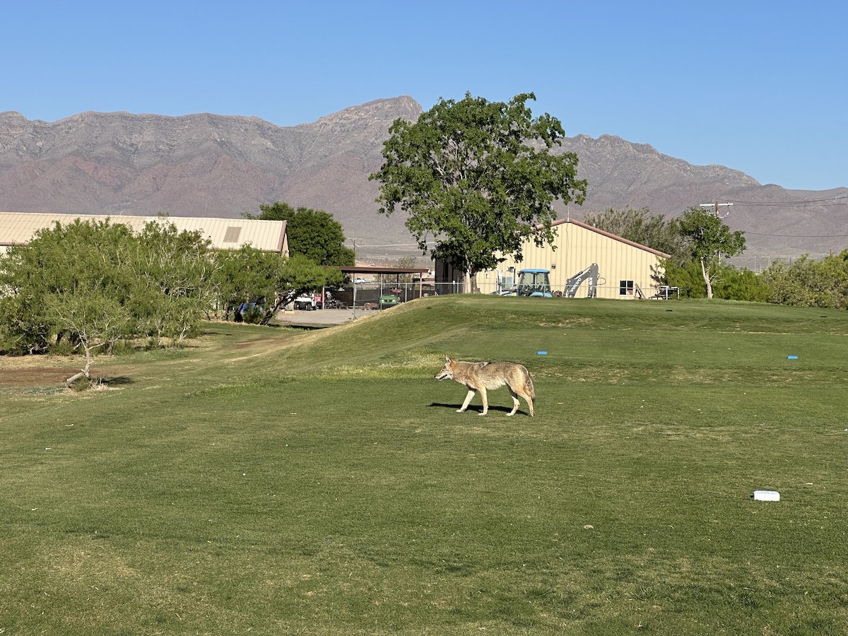 Coyote - ML634826726