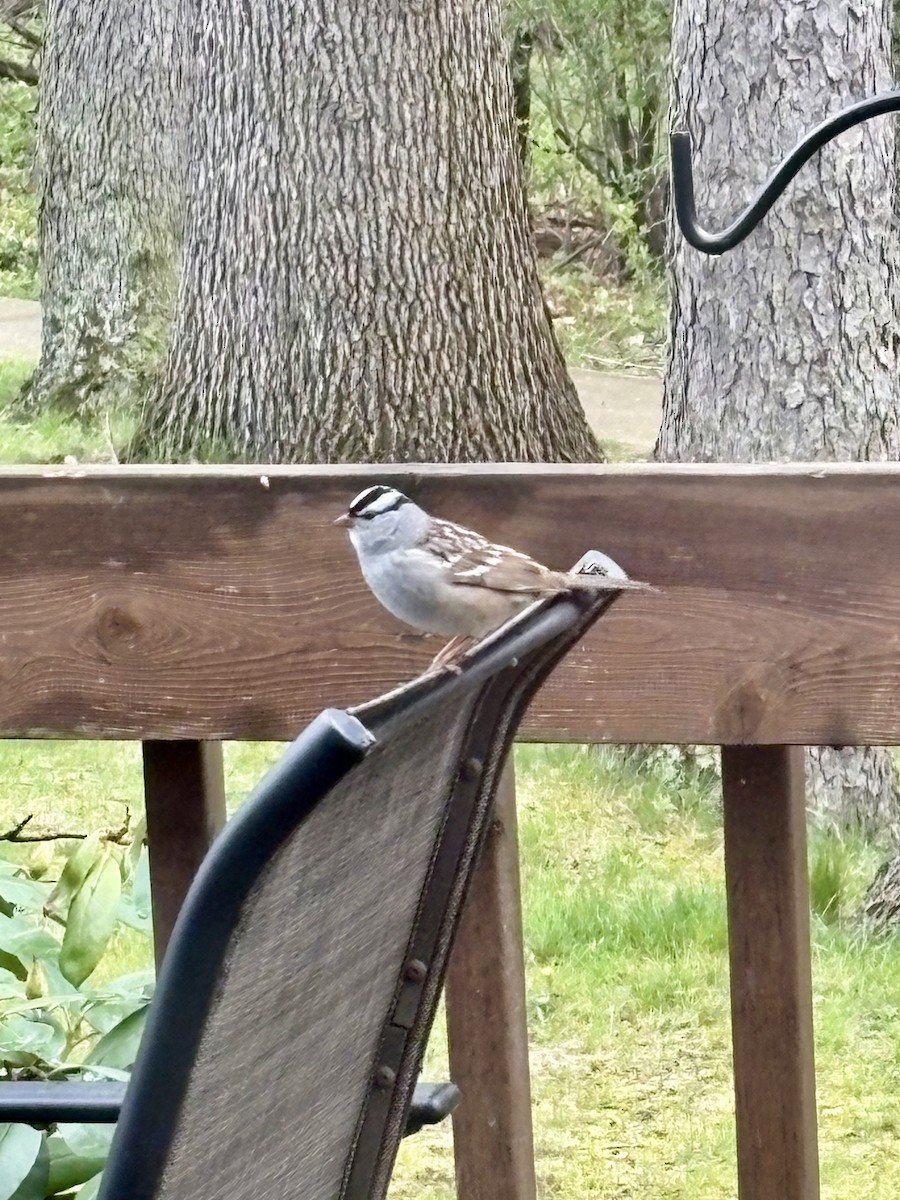 White-crowned Sparrow - ML634826728