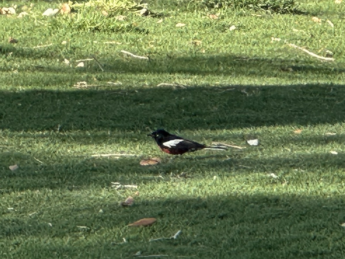 Painted Redstart - ML634826819