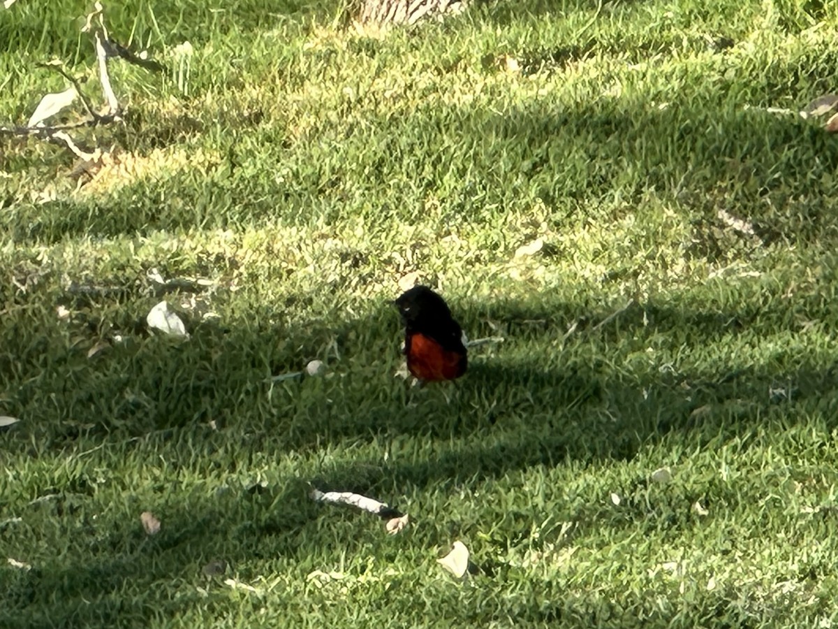 Painted Redstart - ML634826820