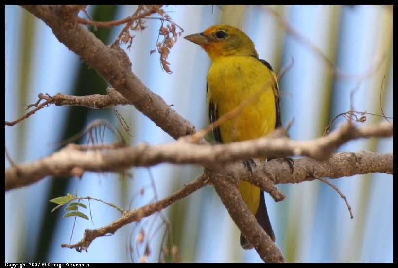 Western Tanager - ML634826911