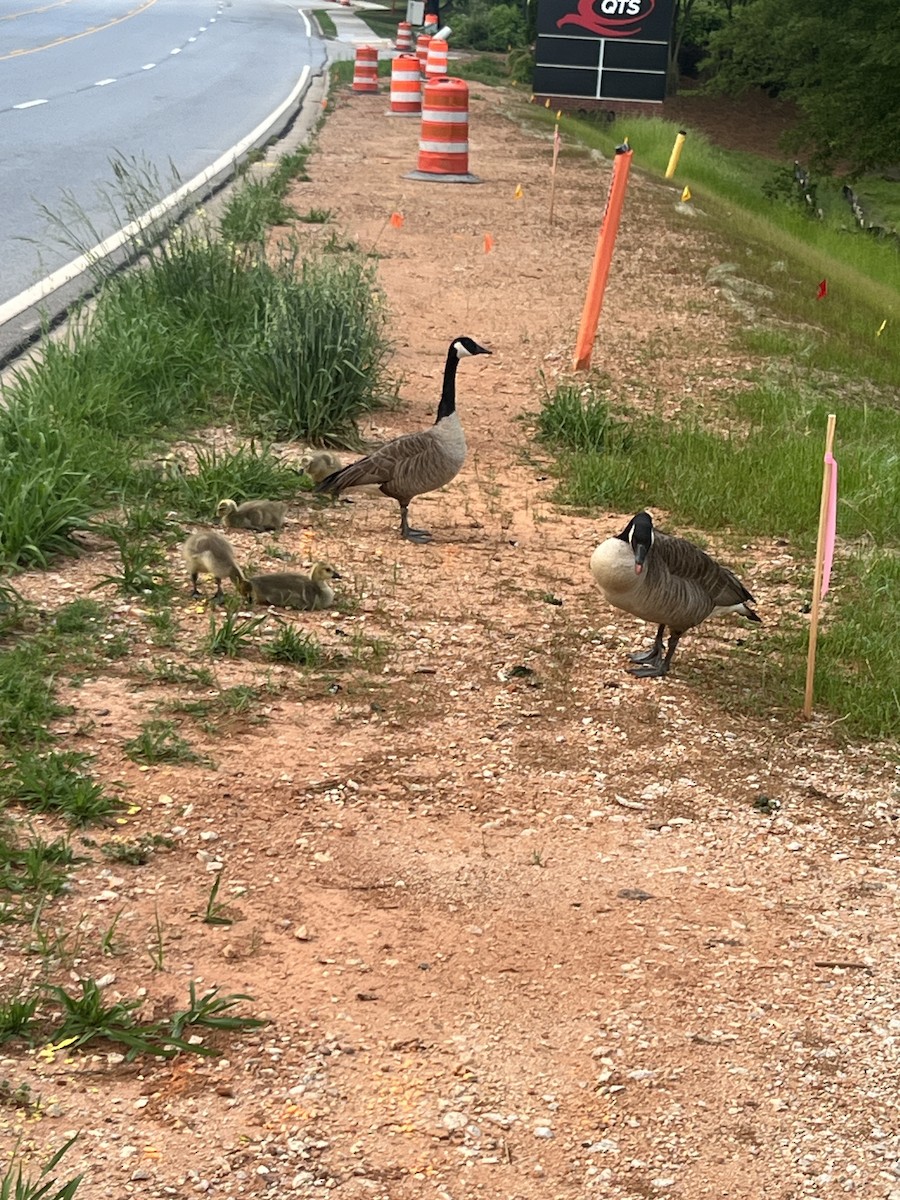 Canada Goose - ML634826945
