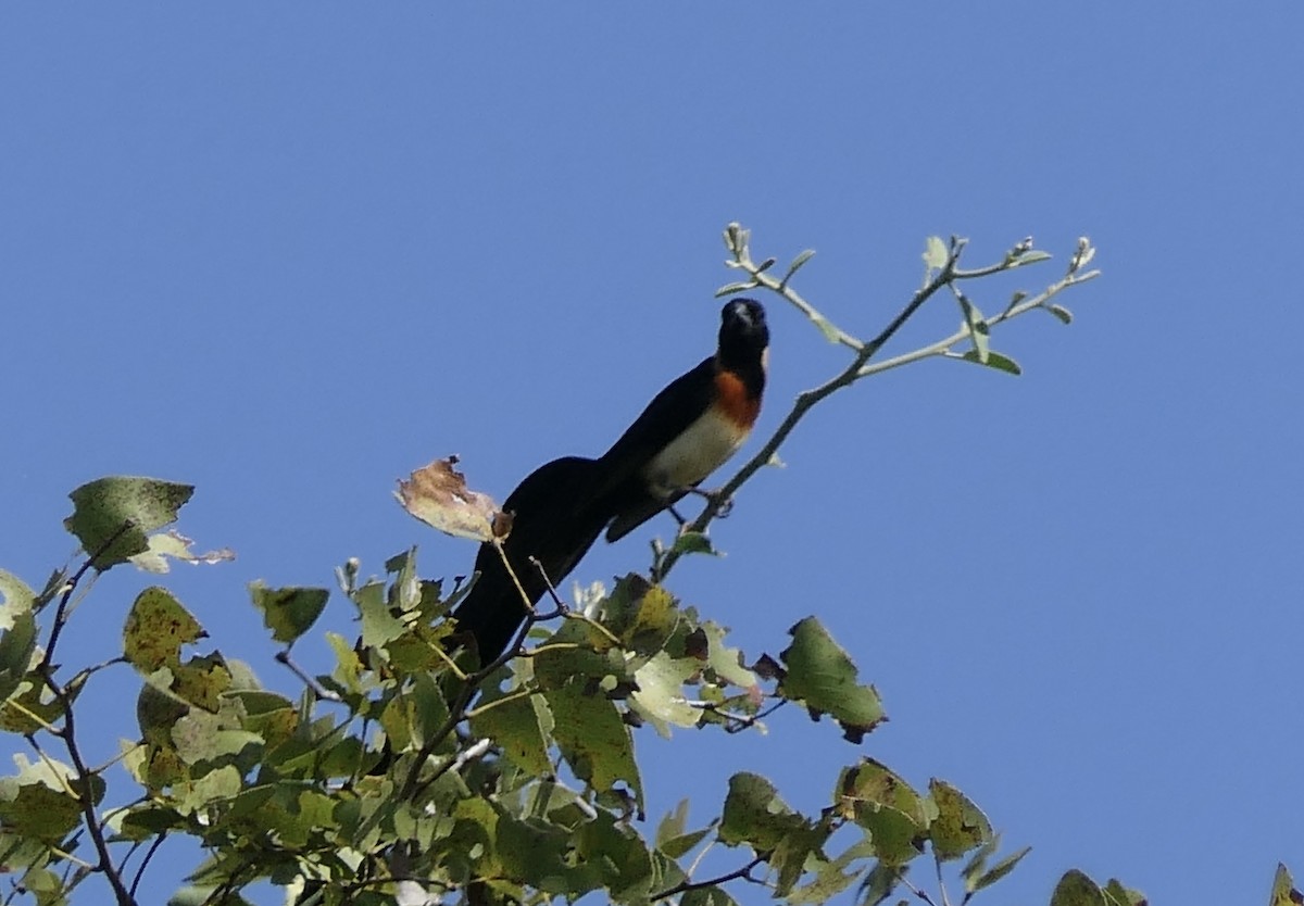 Broad-tailed Paradise-Whydah - ML634827015