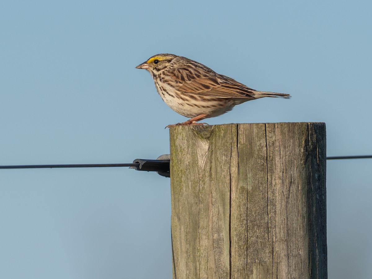 Savannah Sparrow - ML634827016