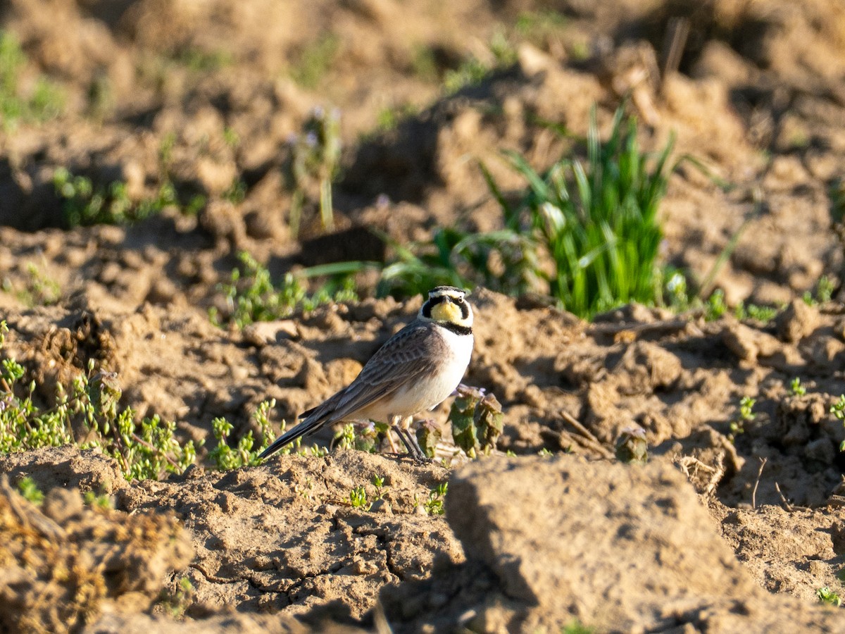Horned Lark - ML634827023