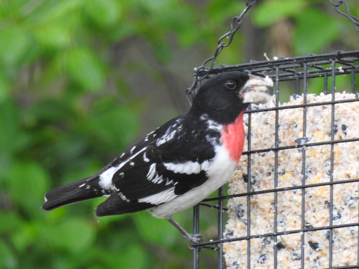 Rose-breasted Grosbeak - ML634827060