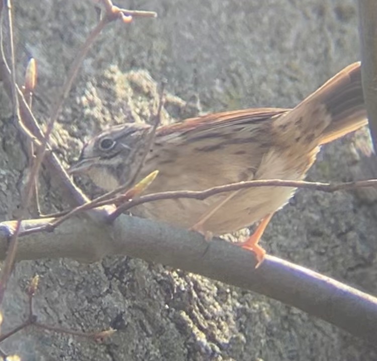 Swamp Sparrow - ML634827205