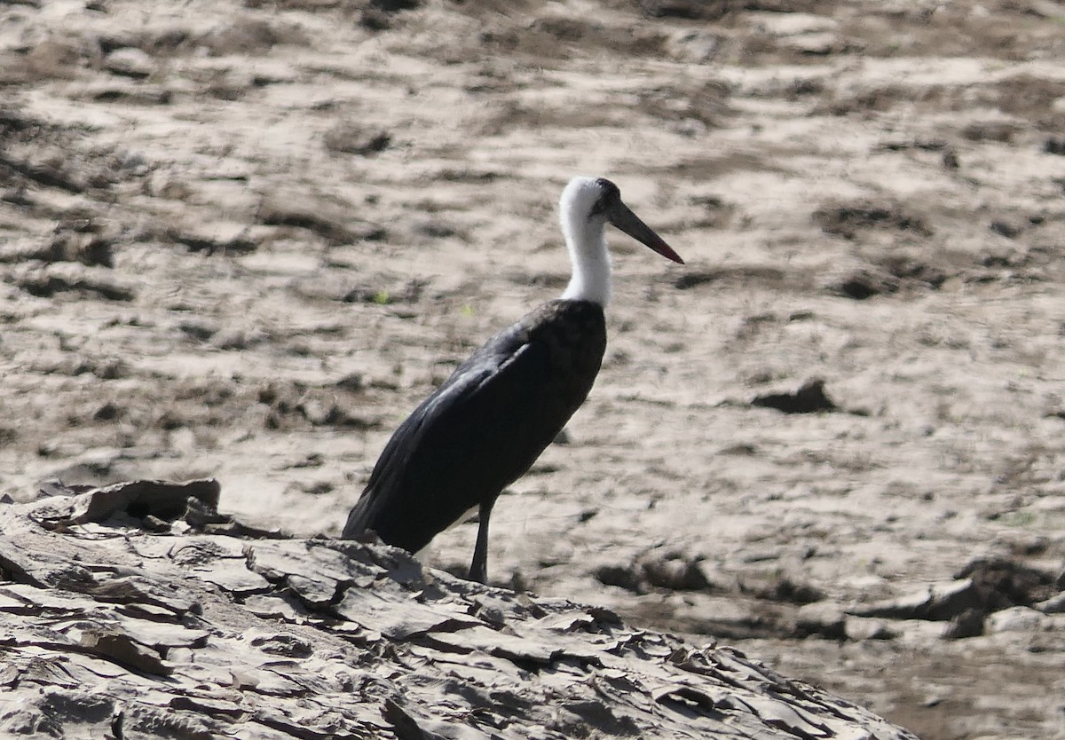 African Woolly-necked Stork - ML634827270