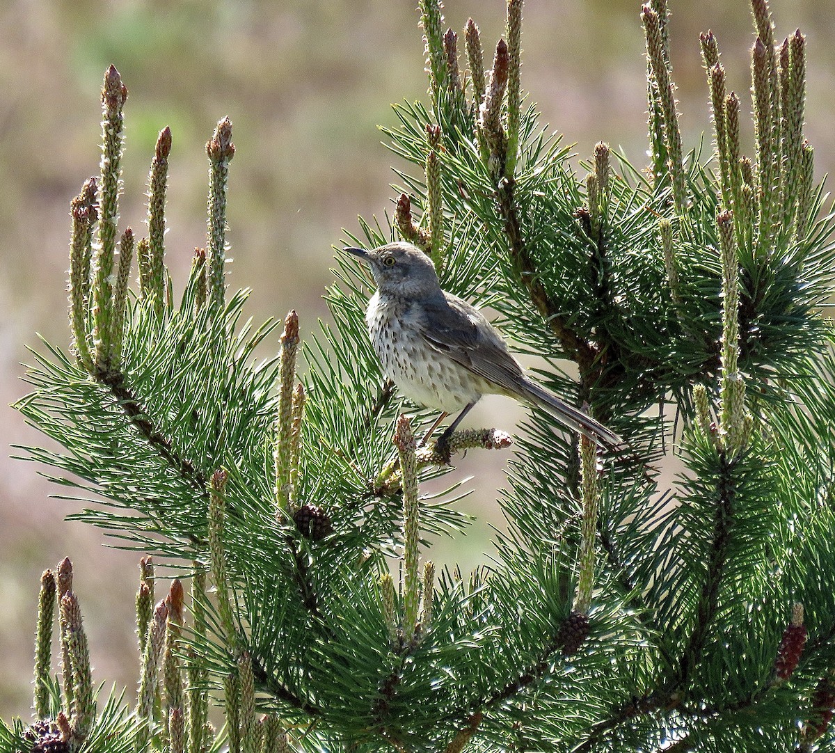 Sage Thrasher - ML634827361