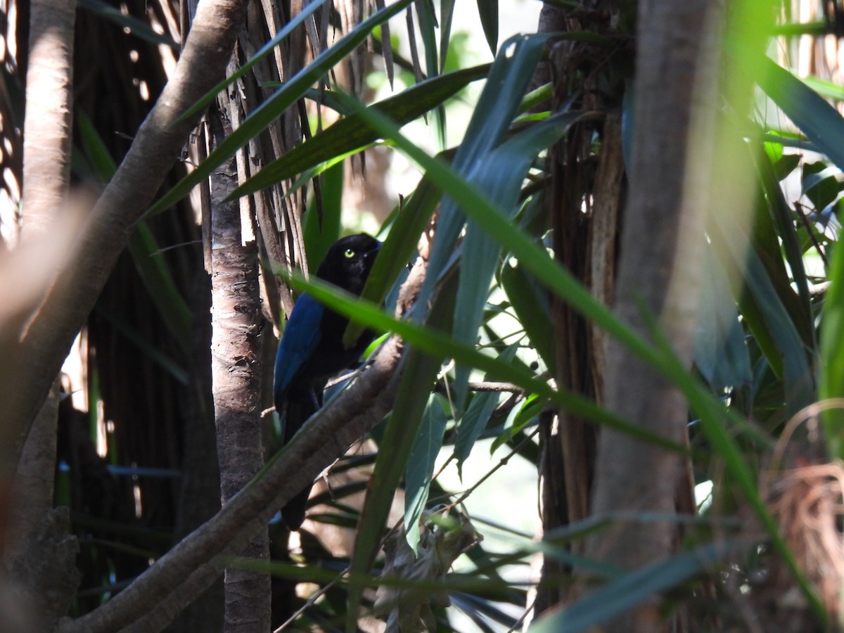 Bushy-crested Jay - ML634827389