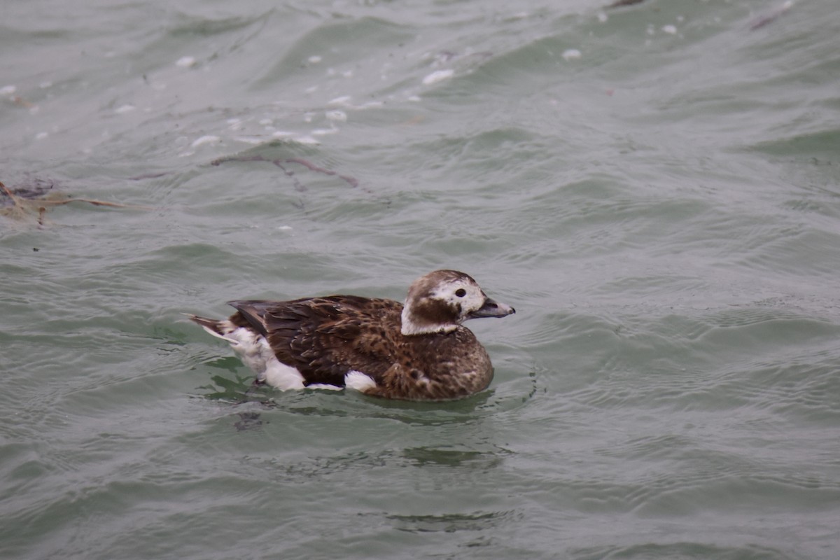 hoholka lední - ML634827520