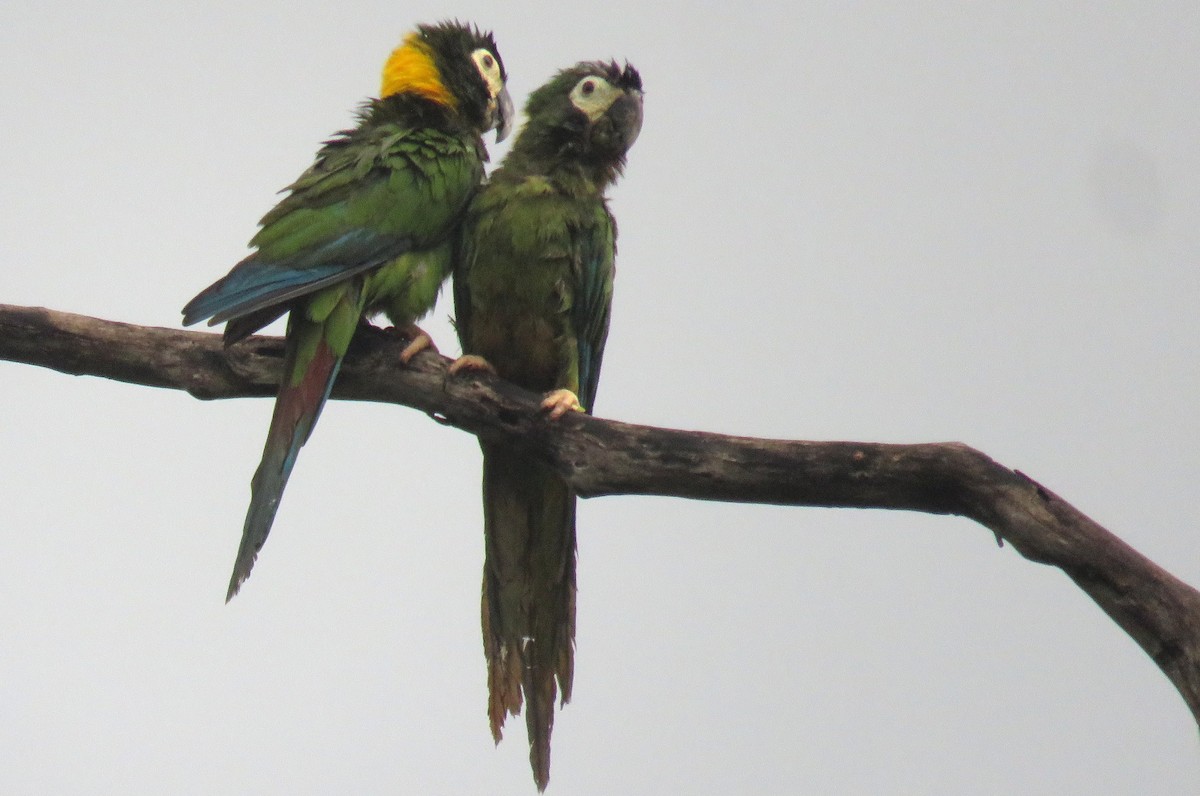 Yellow-collared Macaw - ML634827527