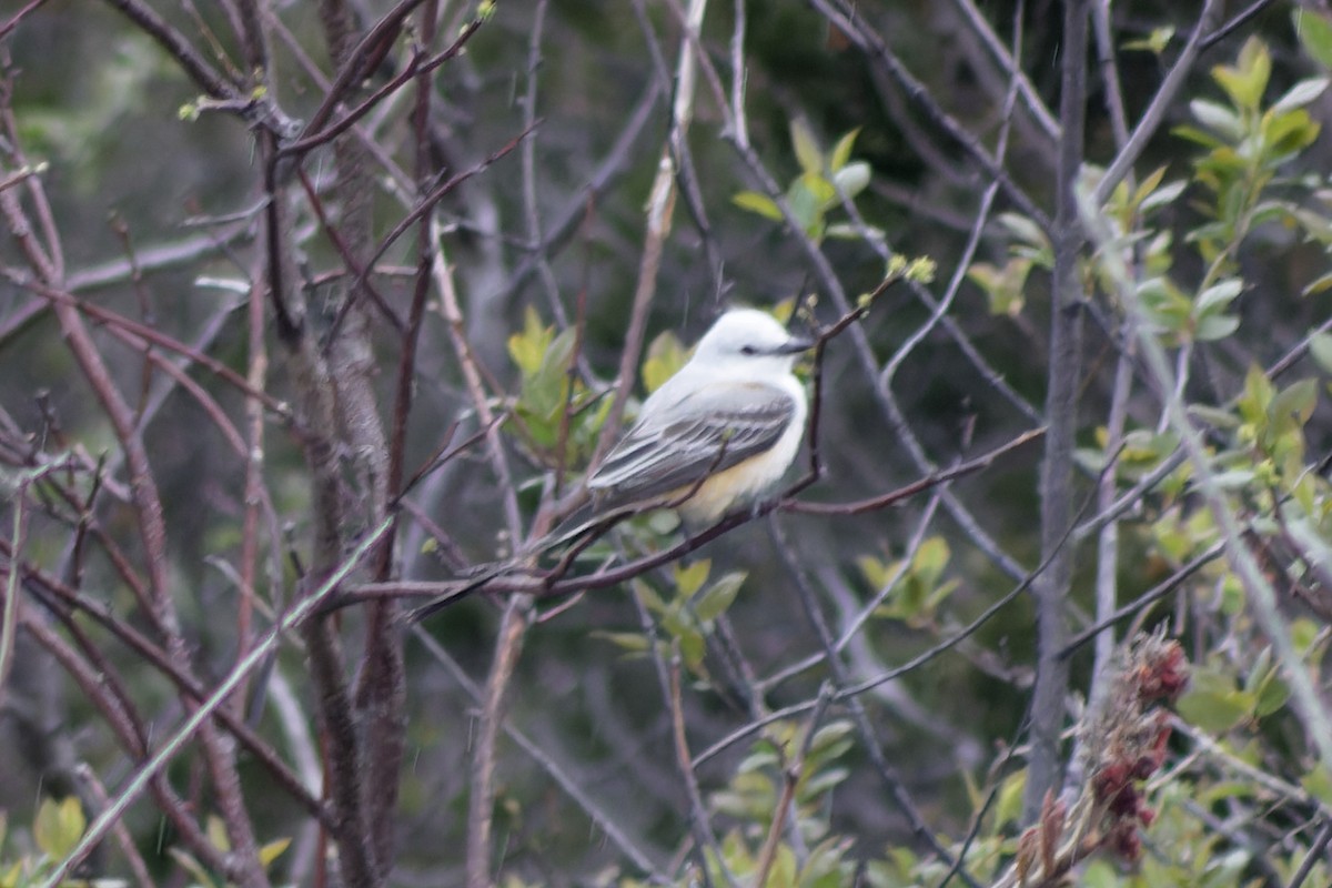 Scissor-tailed Flycatcher - ML634827738