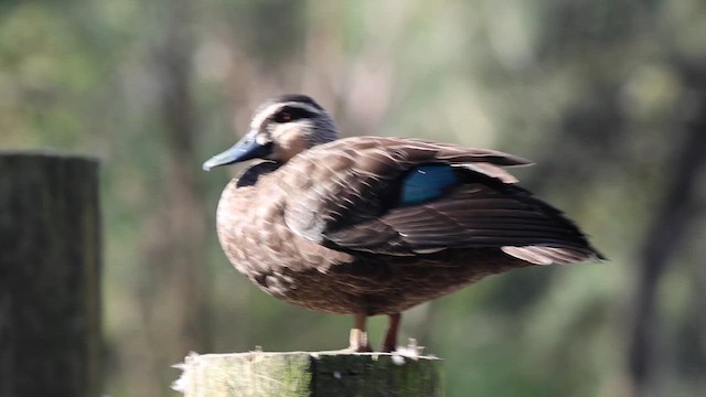 Pacific Black Duck - ML634827788