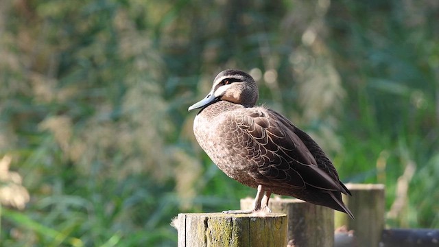 Pacific Black Duck - ML634827797