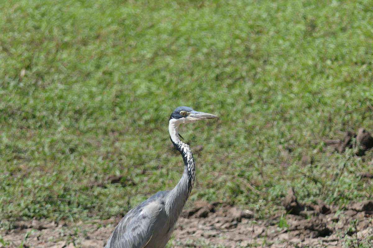 Black-headed Heron - ML634827806