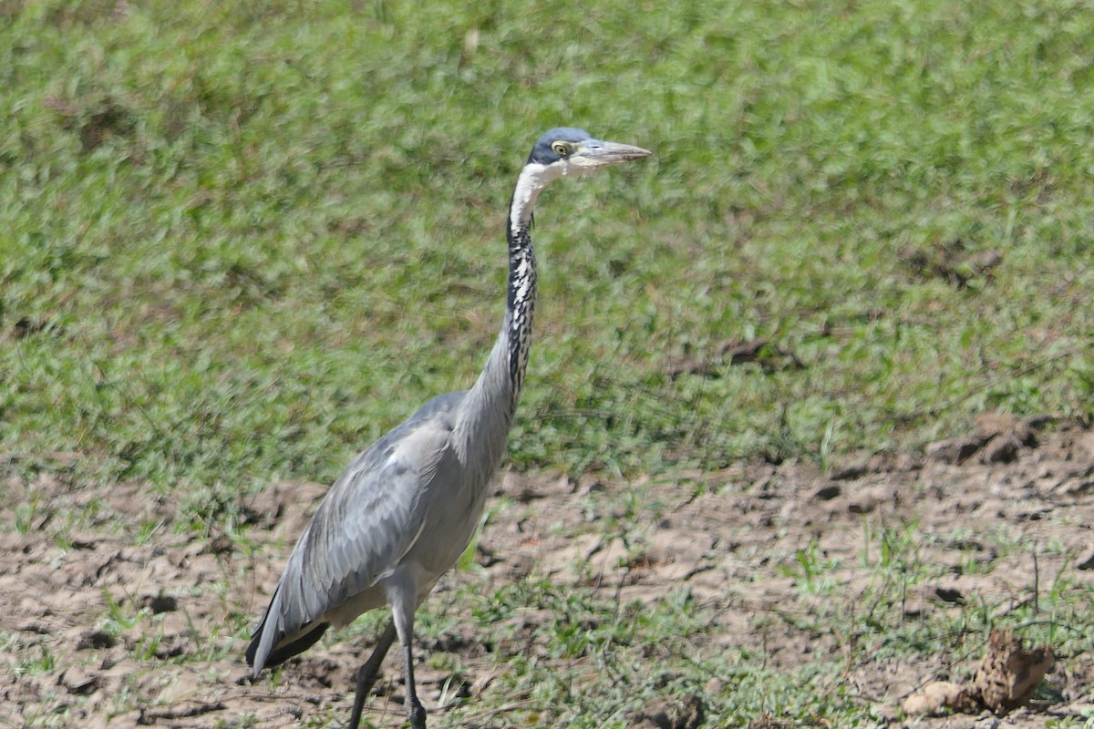 Black-headed Heron - ML634827807