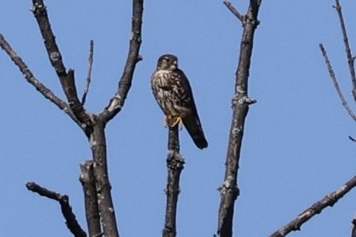 Merlin - ML634827855