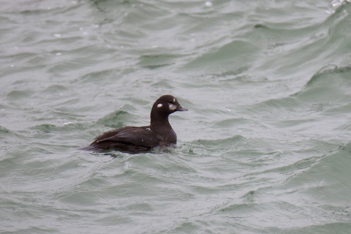 kačka strakatá - ML634827902