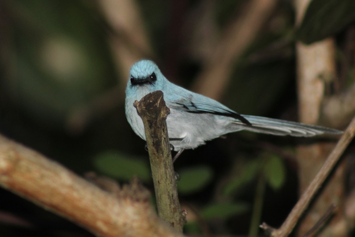 African Blue Flycatcher - ML634827917
