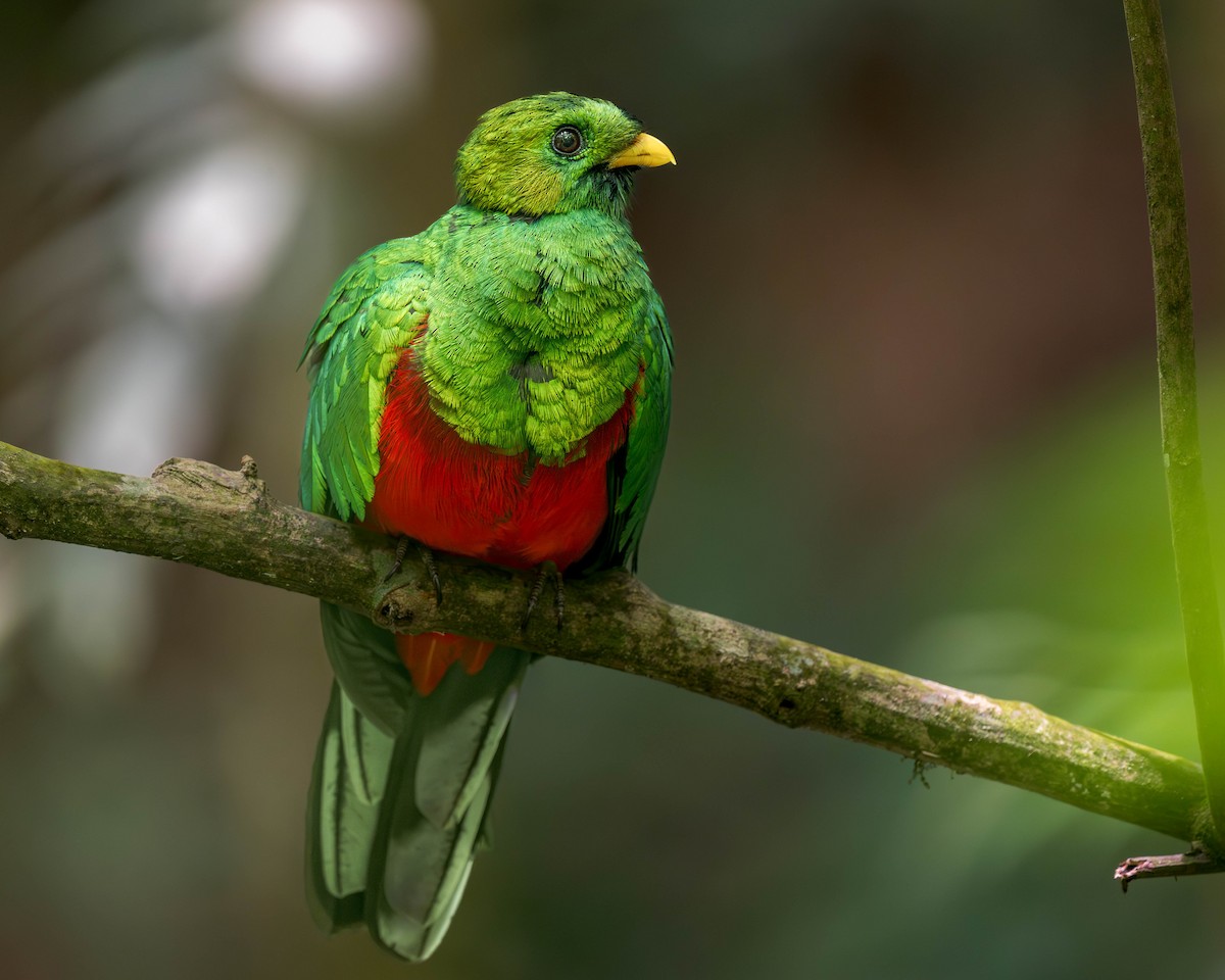 White-tipped Quetzal - ML634827963