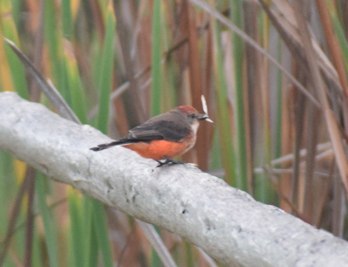 Vermilion Flycatcher (obscurus Group) - ML634828014