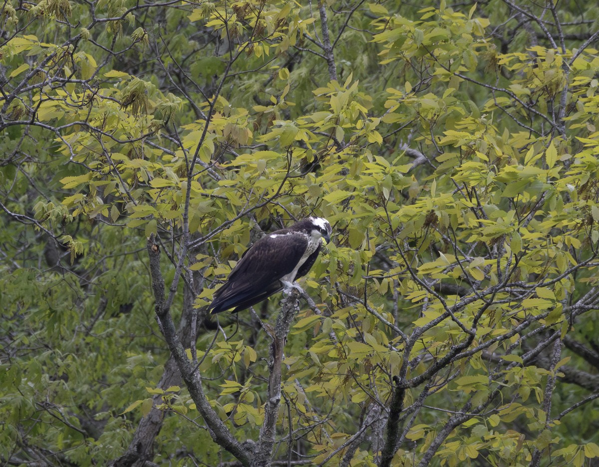 Osprey - ML634828295
