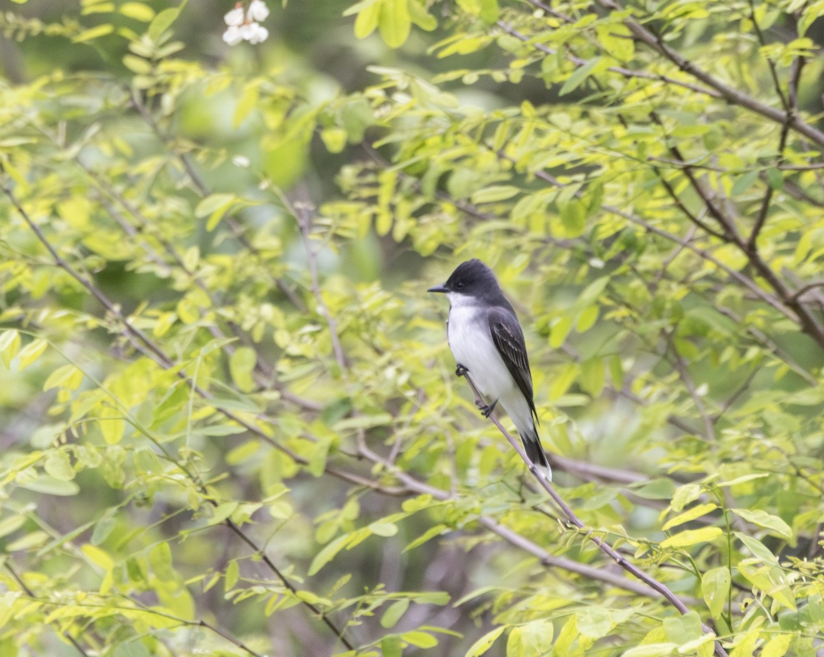 Eastern Kingbird - ML634828300