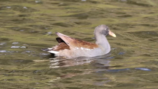 Dusky Moorhen - ML634828366