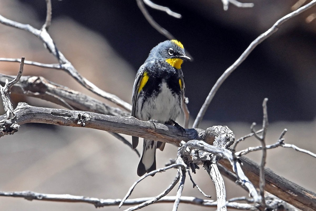 Kronenwaldsänger (Audubonwaldsänger) - ML634828570