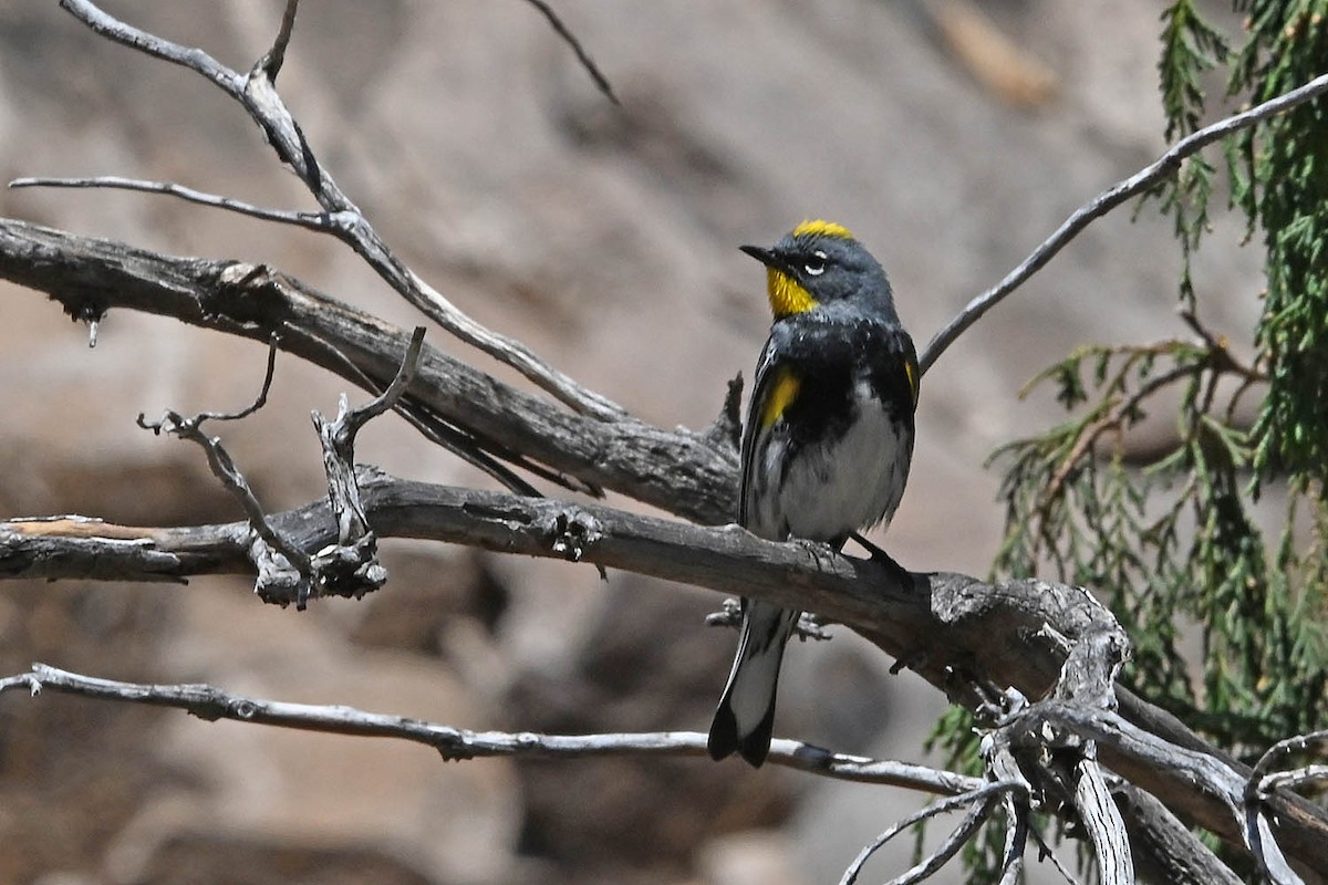 Kronenwaldsänger (Audubonwaldsänger) - ML634828571